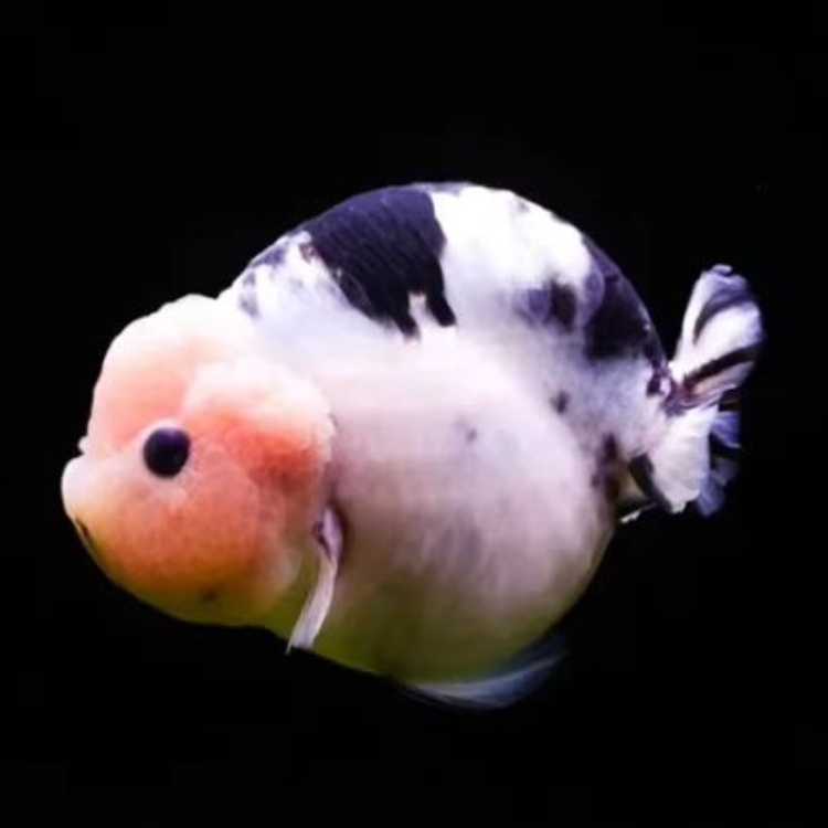 金鱼活体泰狮兰寿皇冠珍珠蝶尾水泡鸿运当头红顶虎冷水鱼淡水鱼