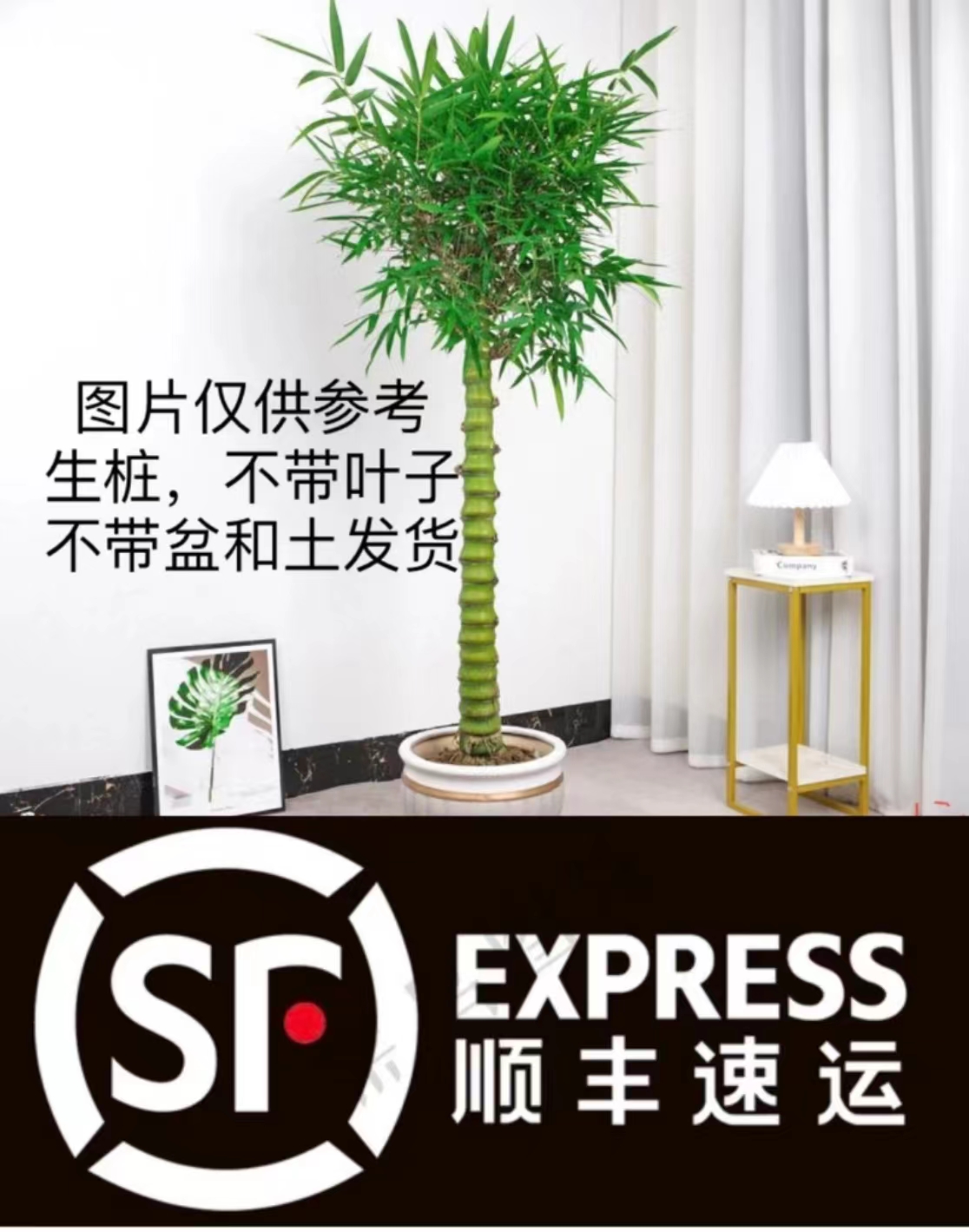 佛肚竹绿植盆景素材（1