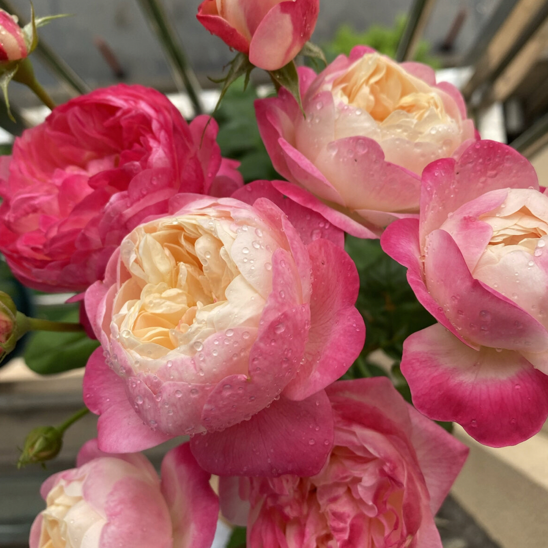 静静的花园 【和室】扦插复色月季大花灌木