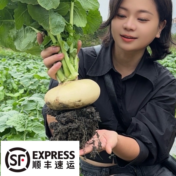 【顺丰速运】温州盘菜萝卜扁头菜5斤（约2～4个）新鲜发货