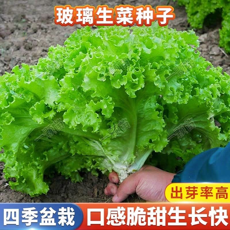 （买一送一）玻璃生菜种子四季生菜种籽烤肉青菜速生阳台盆栽四季蔬