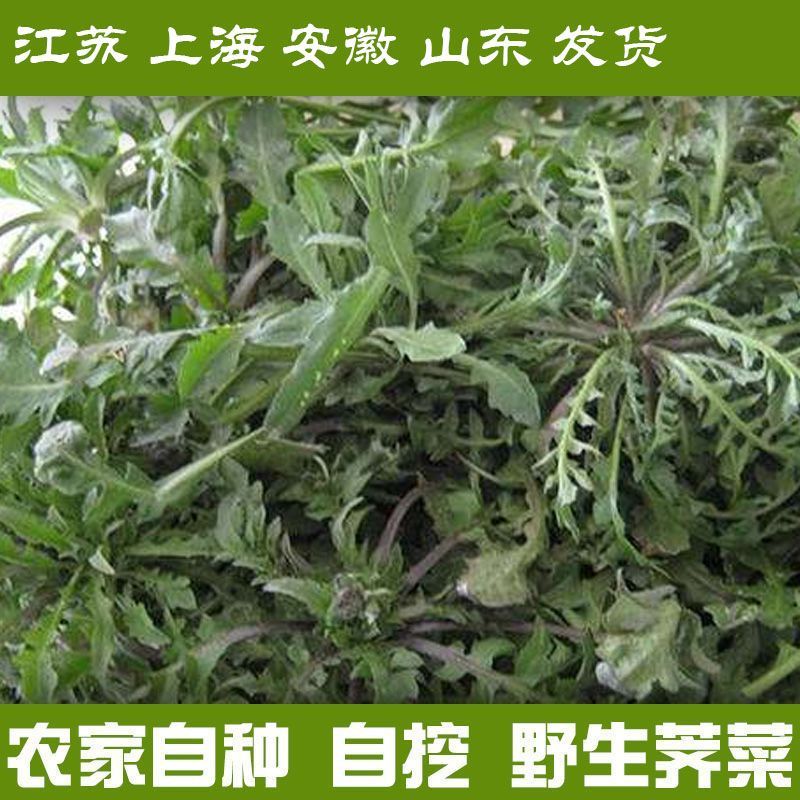2025苏北现挖新鲜荠荠菜野生菜地菜混沌饺子 包子春卷馅包邮当季