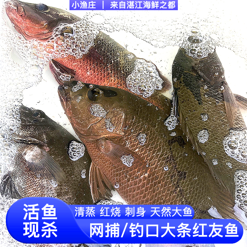 湛江本港天然野生大条红友鱼 活鱼活杀 清蒸刺身红烧 顺丰冷链