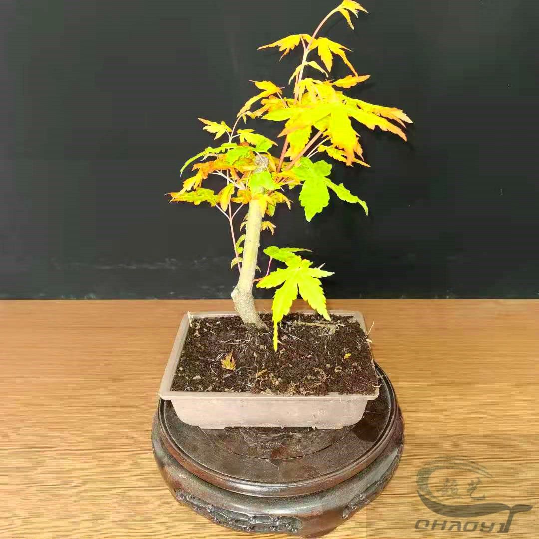 红枫树苗黄金枫橙之梦四季红枫苗日本红枫室内盆景红舞姬黄金赤枫