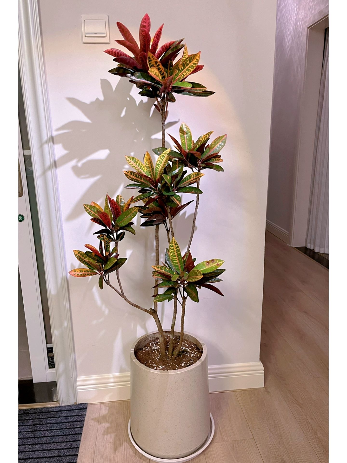 【七彩变色木】盆栽大型植物老桩室内客厅室内绿植造型变红叶木美观