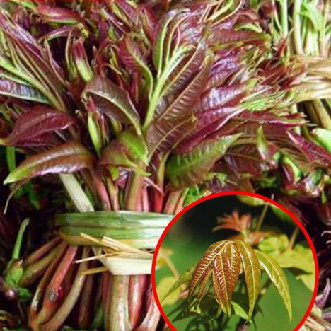 四季红油香椿种子香椿籽种树芽苗菜四季阳台盆栽地栽大田蔬菜种子
