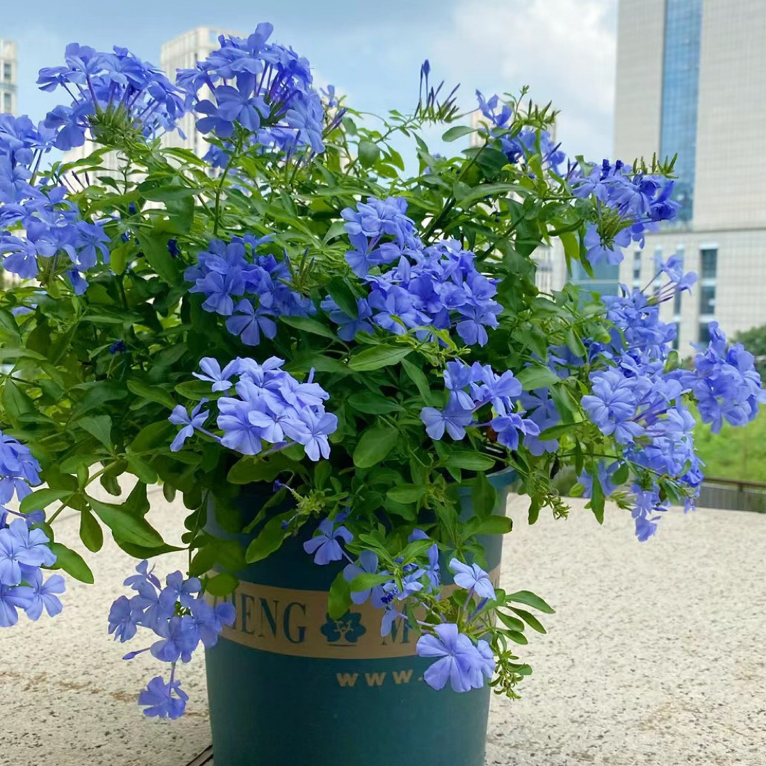 蓝雪花盆栽阳台庭院耐热好养易爆花原盆原土发货