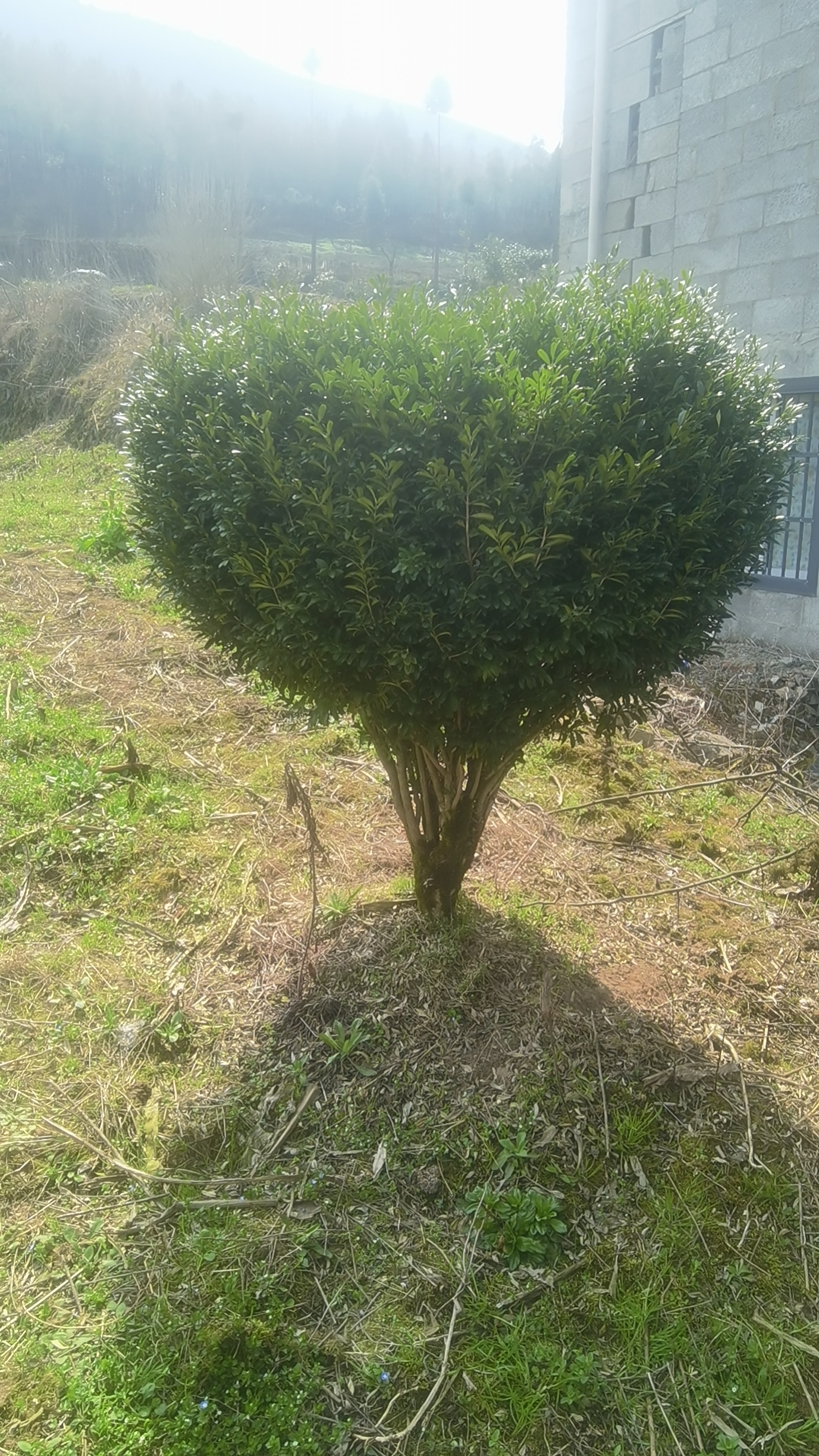 雀舌黄杨树庭院绿化黄杨盆景老桩绿植庭院绿化盆栽大气四季常青