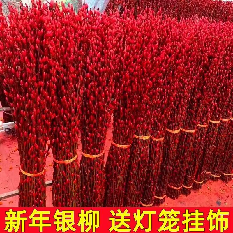 红色招财银柳干花真花鲜枝耐寒年宵花水培花卉室内客厅摆放装饰