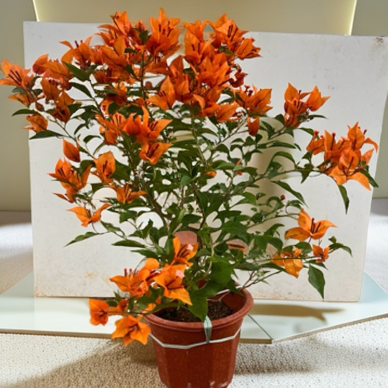 【桑巴系列】三角梅勤花品种阳台庭院可飘枝可垂枝爬藤阳台花卉盆栽