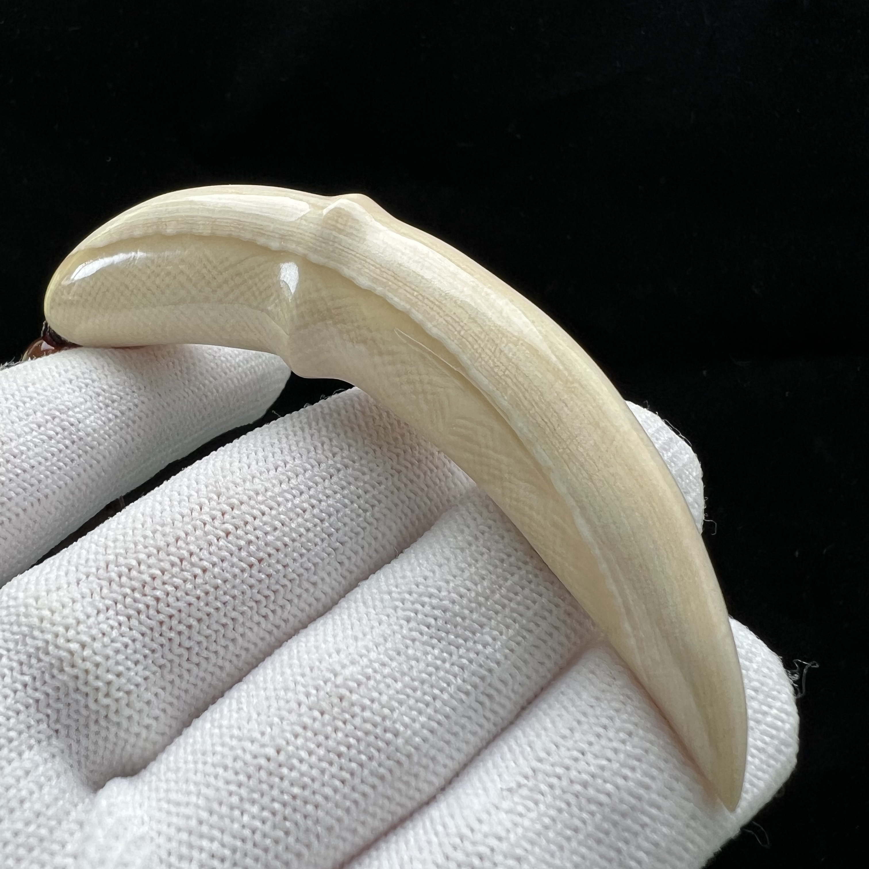 D2305天然猛犸牙雕刻牙尖 12.8*83mm支持鉴定 假一罚四