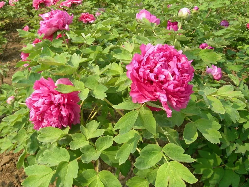 十八号（褀美牡丹）先发肥料秋季发苗