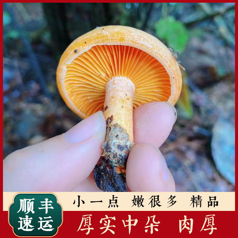 肉朵朵 枞树菌三九菇野生松树菌重阳菌寒菌燕来覃谷熟菌  