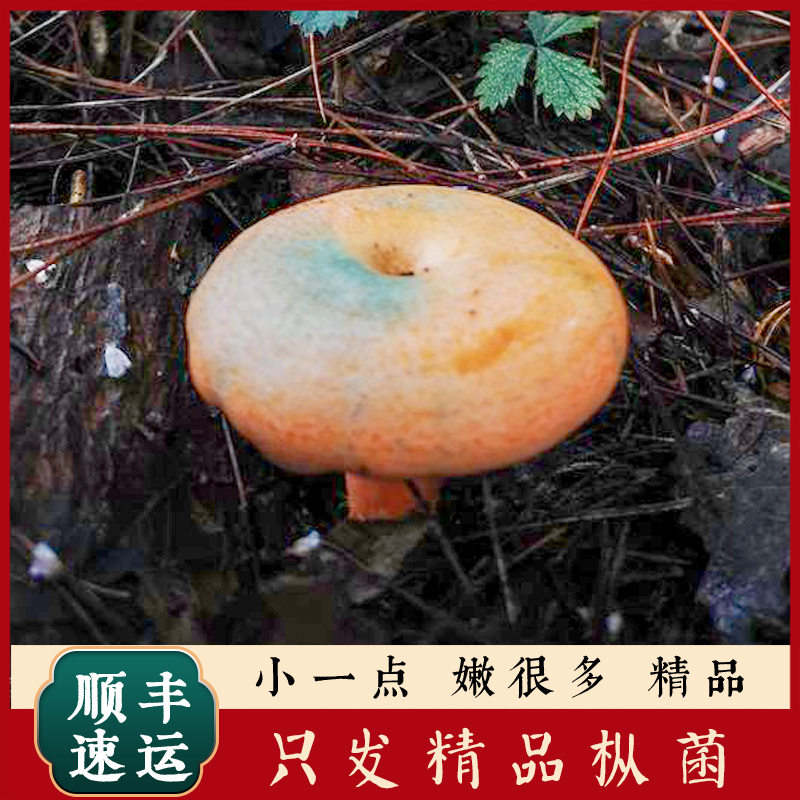 总新鲜野生枞菌松树菌燕来覃三九菇 顺丰包邮