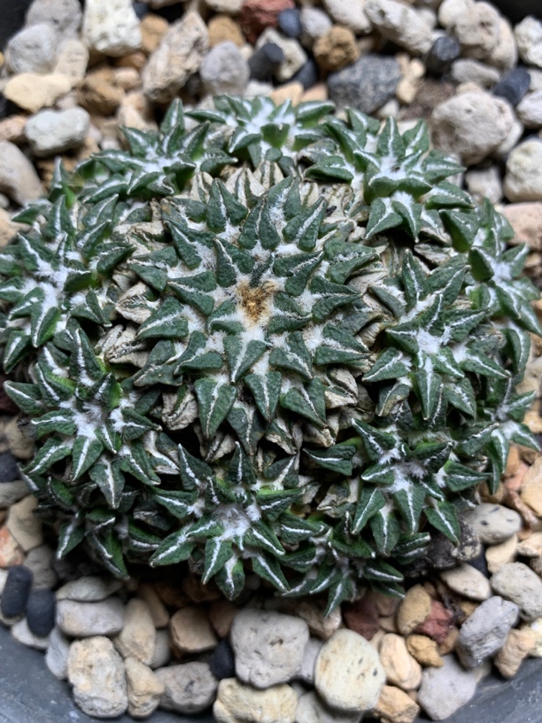 特小尤肌牡丹群 16头左右 根系特提盆 一物一拍包邮非偏远