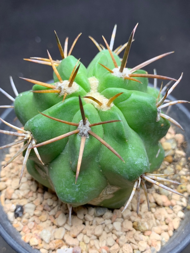 实生龙爪球 超大冠幅 5.7公分左右 优选强刺 一物一拍包邮非偏远