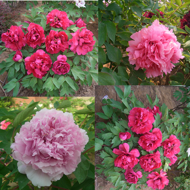 正宗洛阳牡丹带花苞芍药花种8分支发货易种植耐寒多分枝牡丹花苗