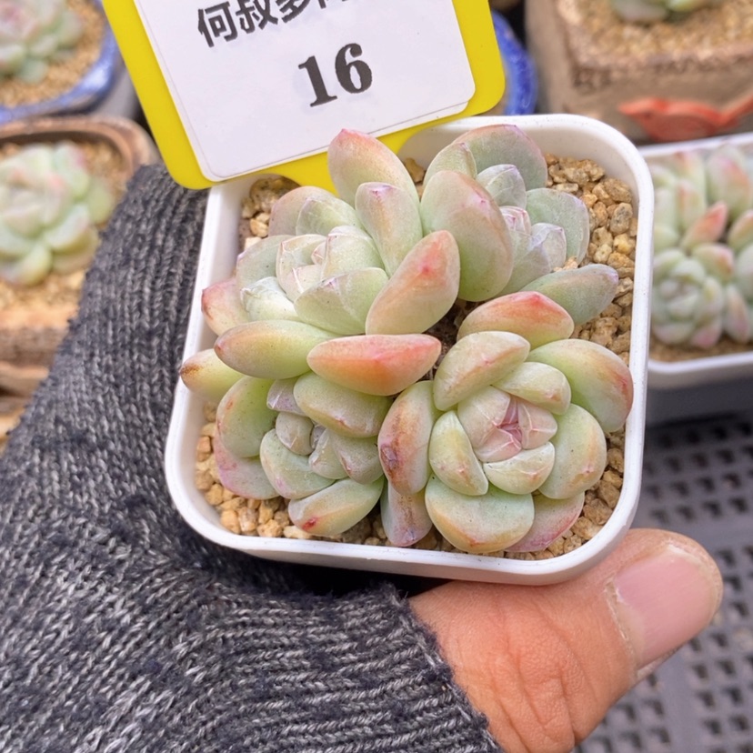 【闪购商品】我****e216冰玉多肉