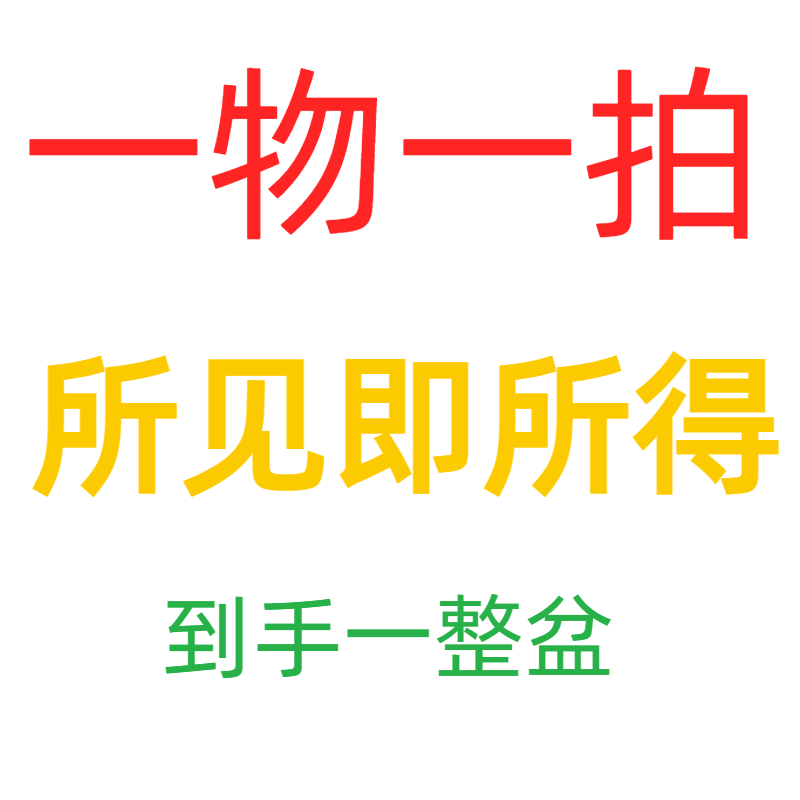 蝶纷飞【一物一拍】安娜8花剑 组盆鲜花基地批发盆栽真花易养