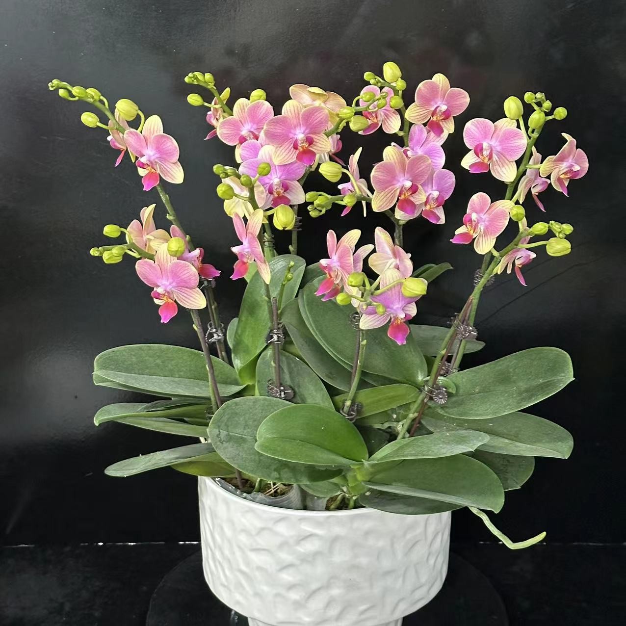 蝶纷飞【夏日】带花苞兰花阳台开花发货种植生长基地植株
