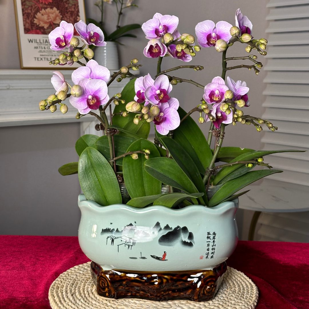 蝶纷飞【宝贝】带花苞兰花阳台开花发货种植生长植株