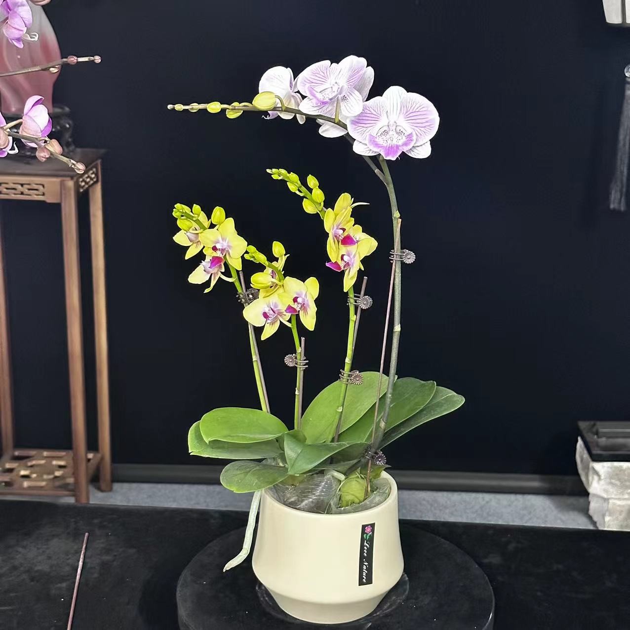 蝶纷飞【金玉满堂】带花苞兰花阳台开花发货种植生长植株