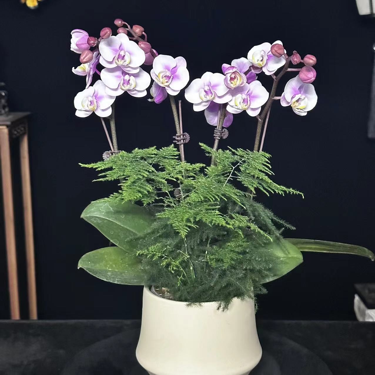 蝶纷飞【梅姐姐】带花苞兰花阳台开花发货种植生长基地植株