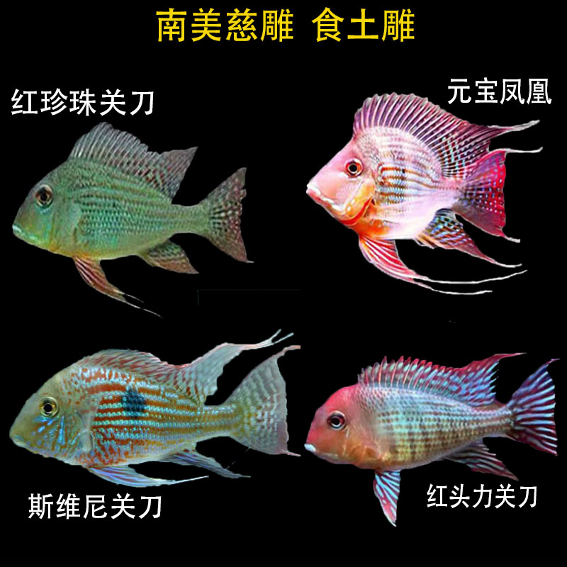 食土鲷关刀鱼斯维尼关刀中型元宝凤凰和尚红头力关刀混养观赏配鱼