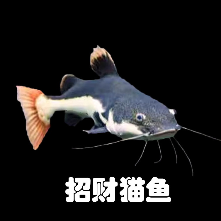 招财猫鱼苗热带观赏鱼中大型底层猛鱼淡水狗仔鲸红尾猫