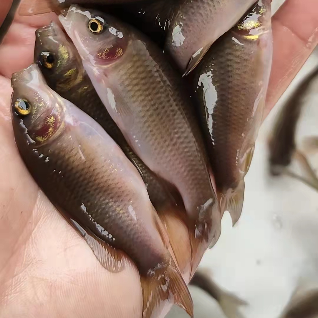 渔场直发 禾花鲤荷花鱼禾花乌鲤 水族活体