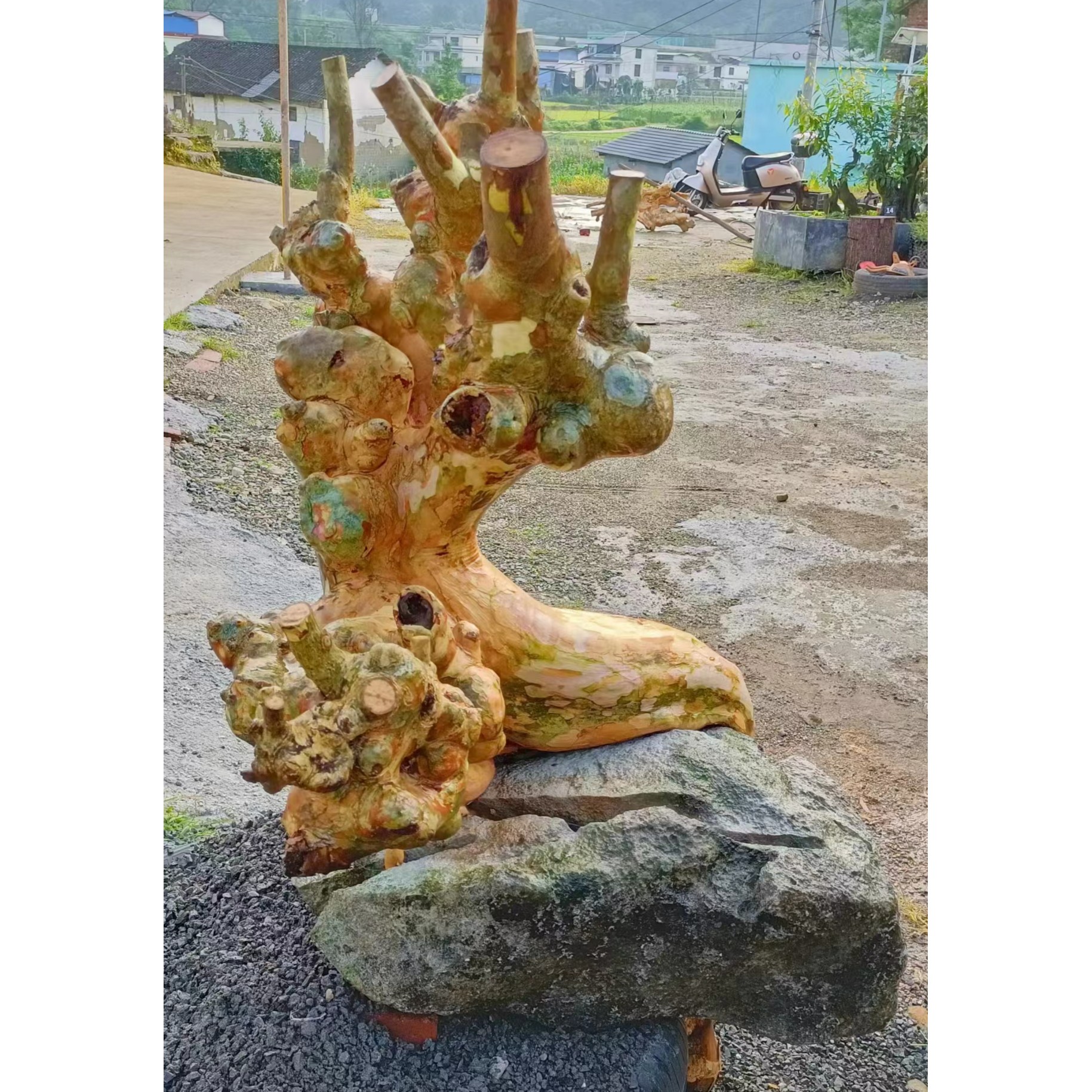 花卉绿植盆景造景观 下单以实物为准