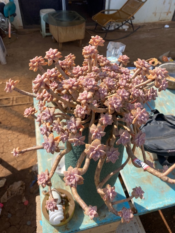 老桩精品多肉阿伦陪