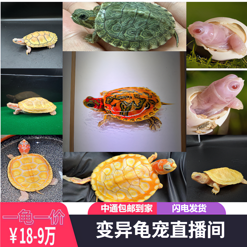 变异龟宠超萌好物招财黄金龟观赏宠物巴西龟深水乌龟