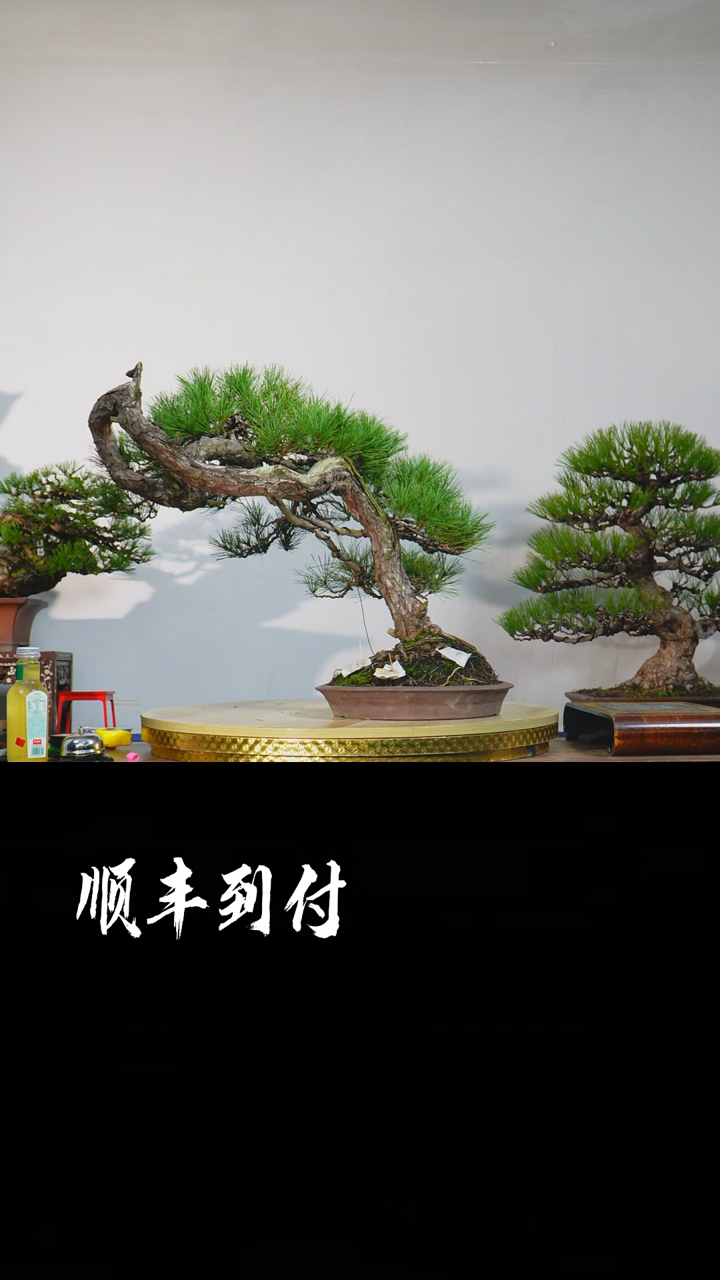 【闪购商品】1赤松不包邮