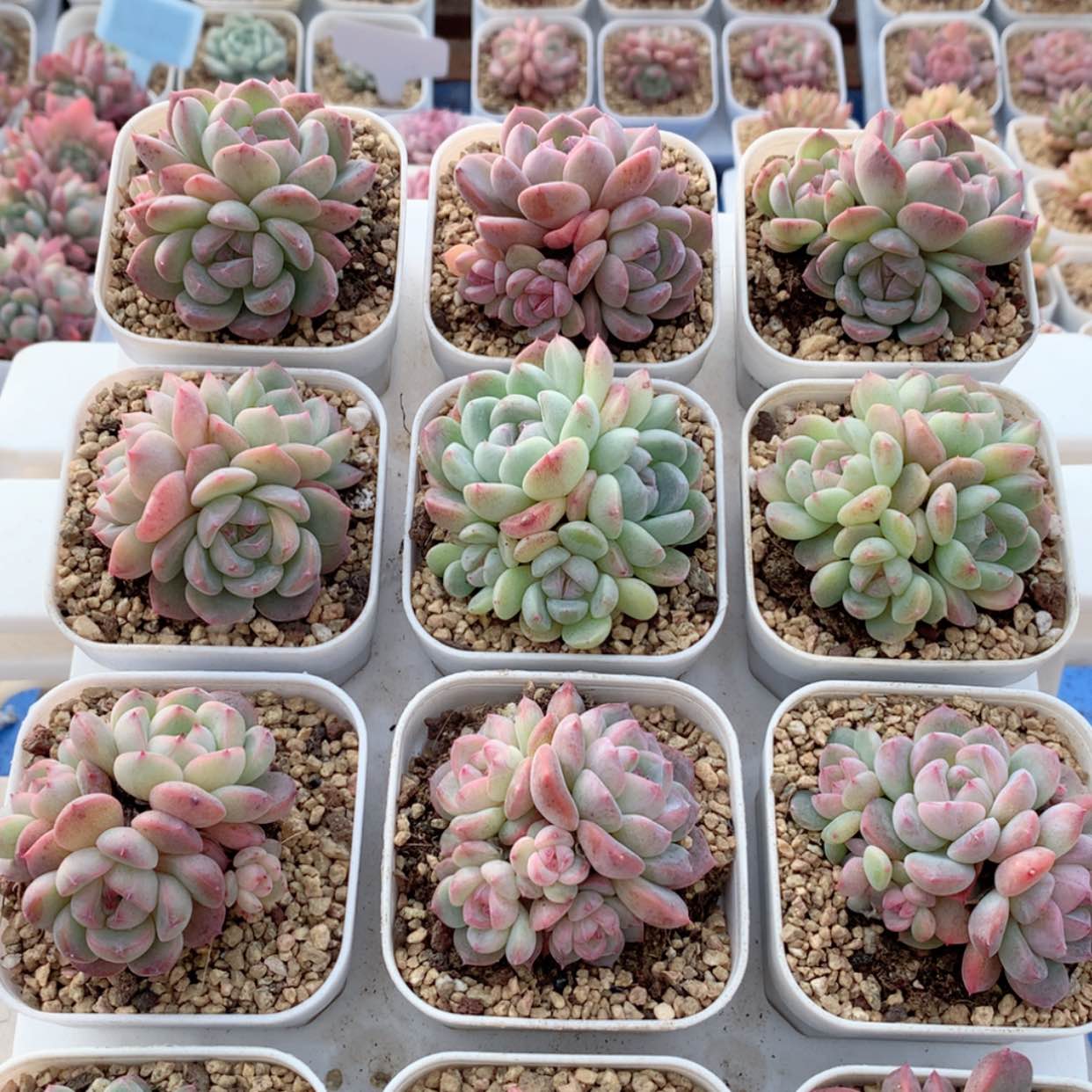 【闪购商品】刚毅群福利