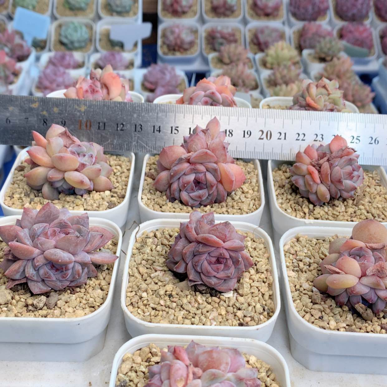 【闪购商品】原始冰魄群福利