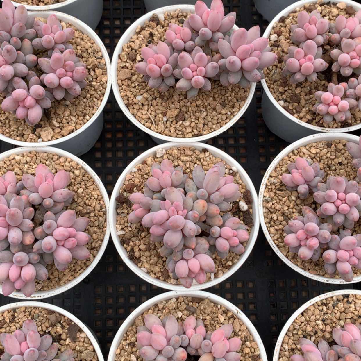 【闪购商品】手指群福利