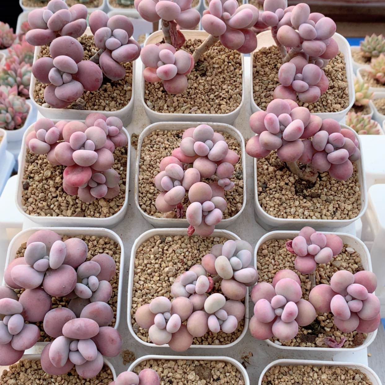 【闪购商品】桃蛋群福利