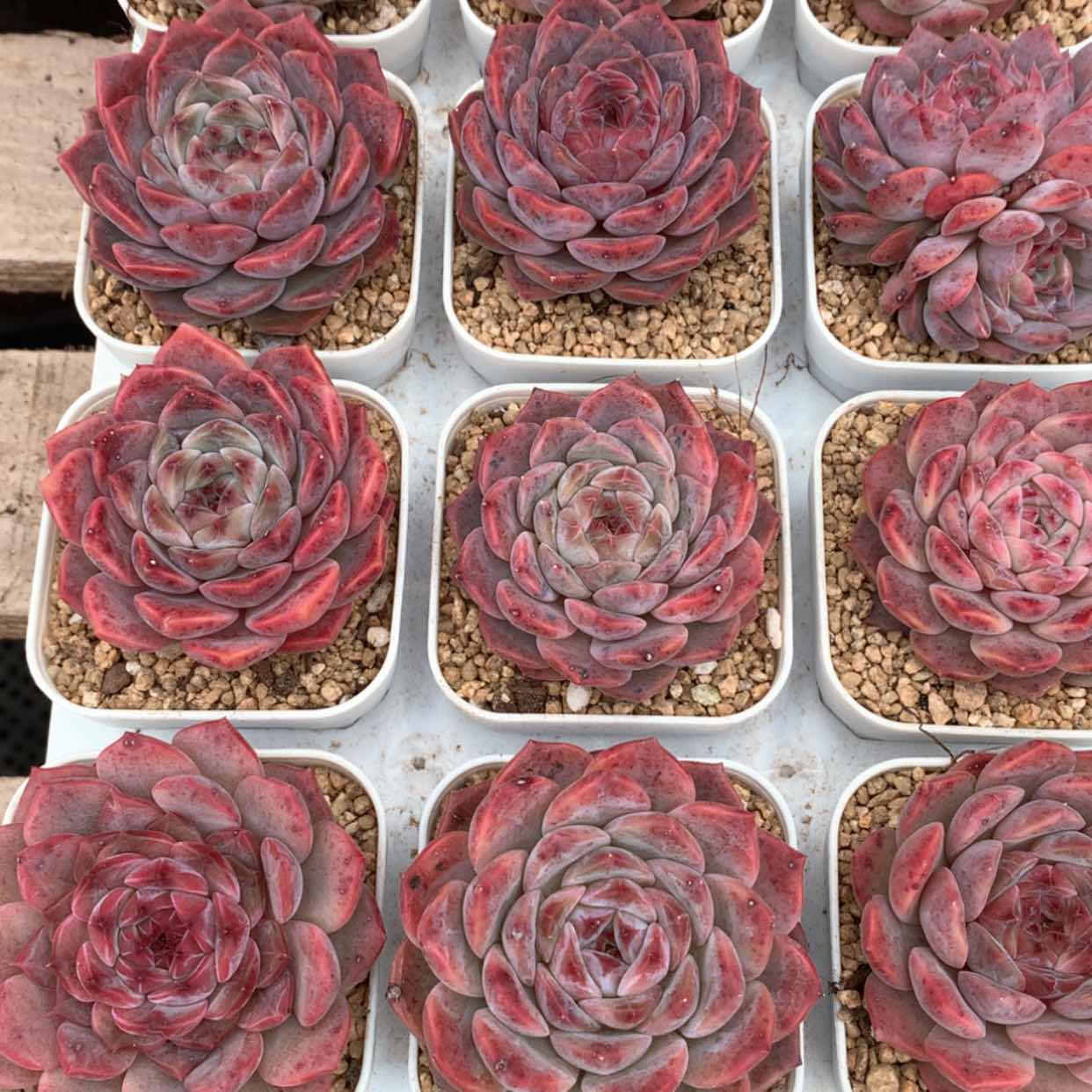 【闪购商品】草莓冰沙福利多肉