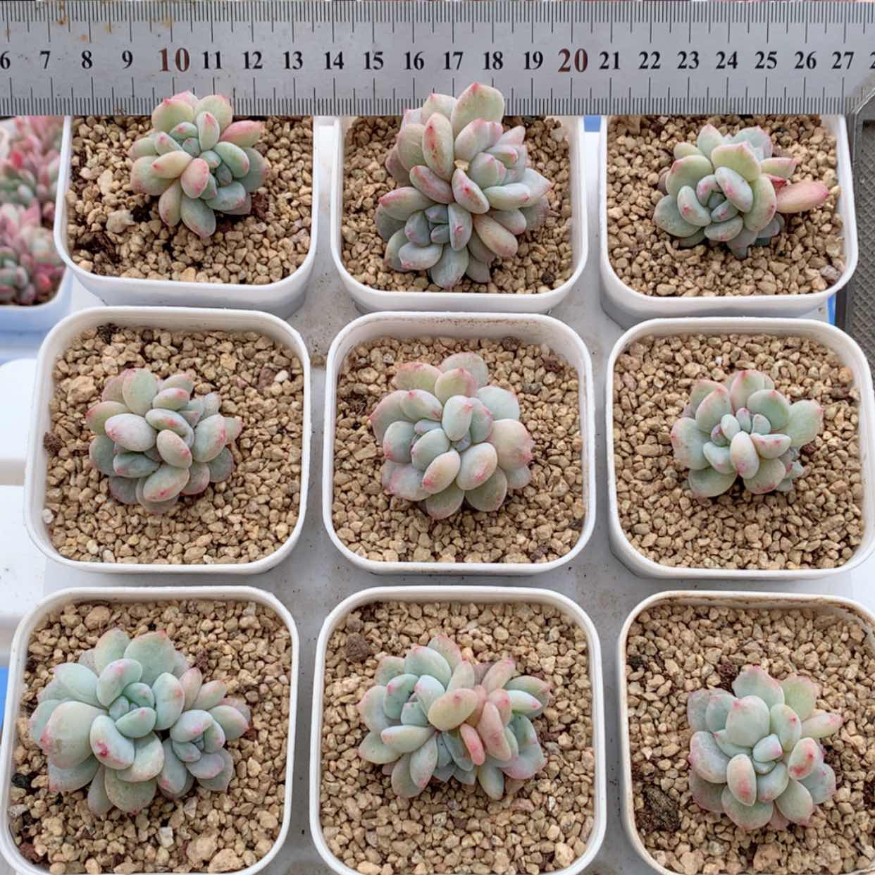 【闪购商品】梦露石化群福利多肉