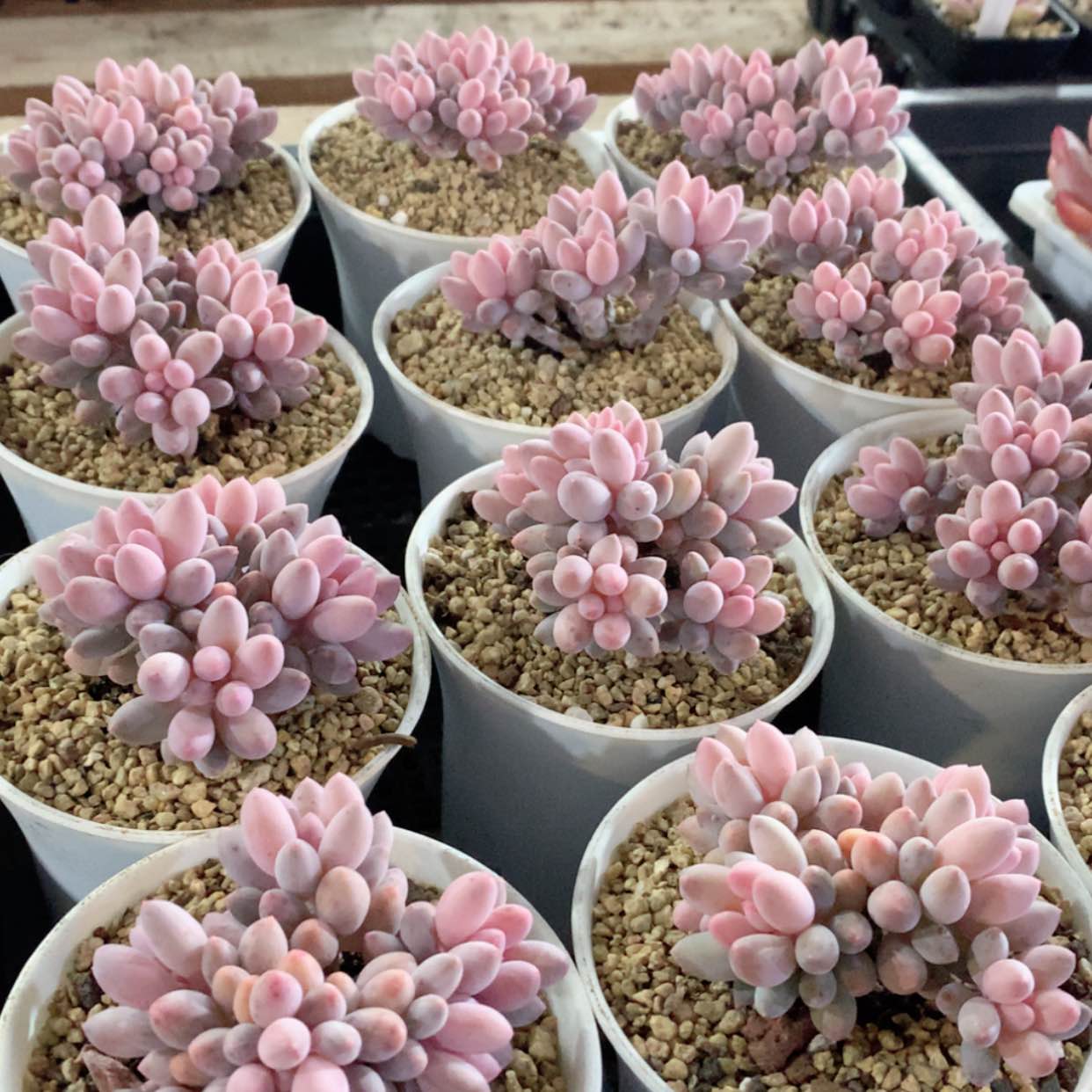 【闪购商品】手指群福利