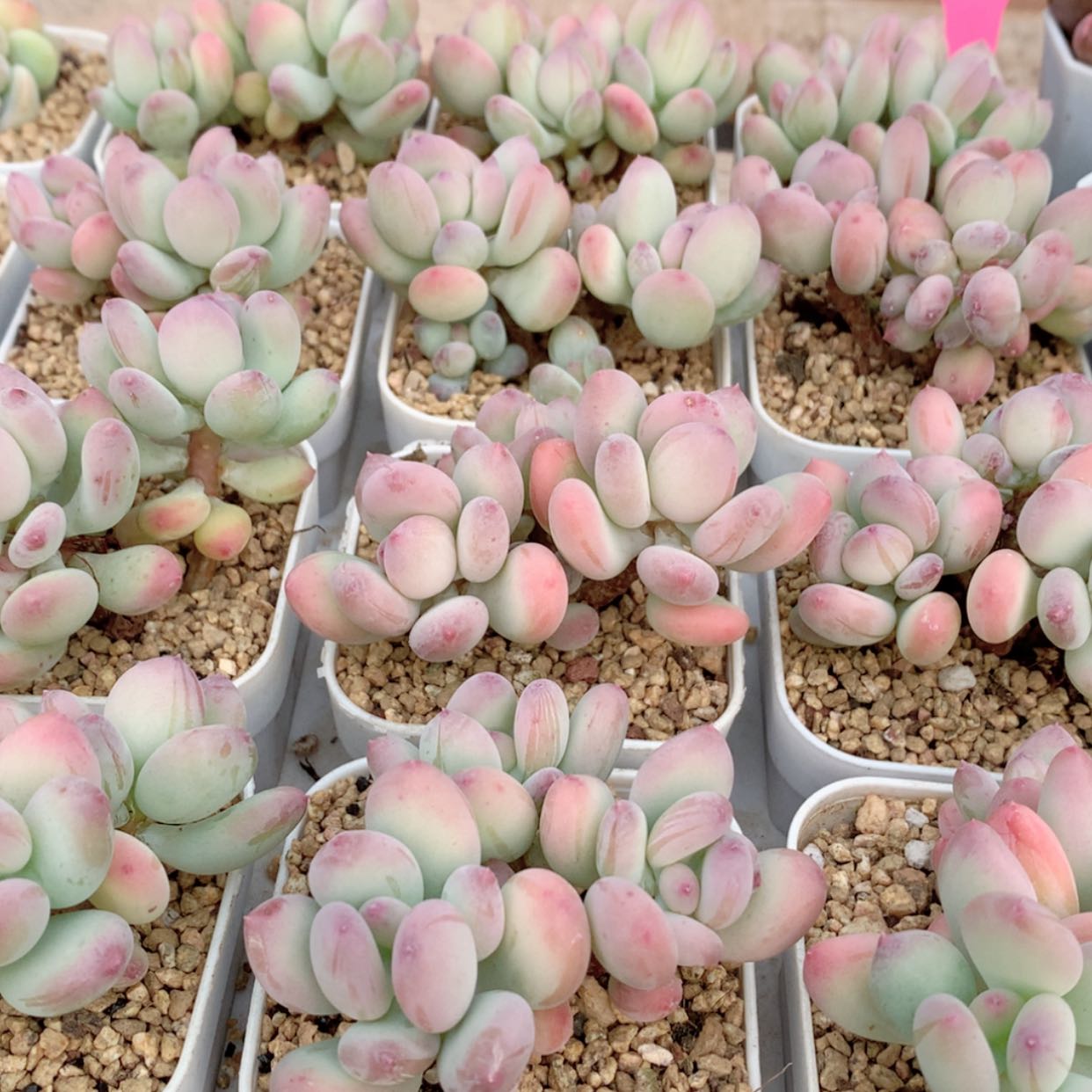 【闪购商品】苹果奶福利