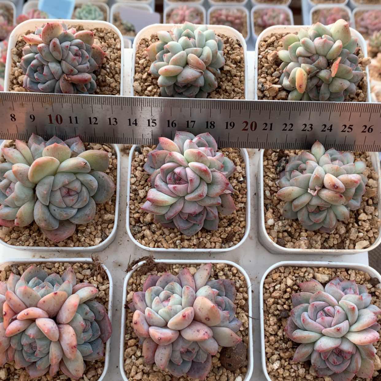 【闪购商品】雪塔群福利
