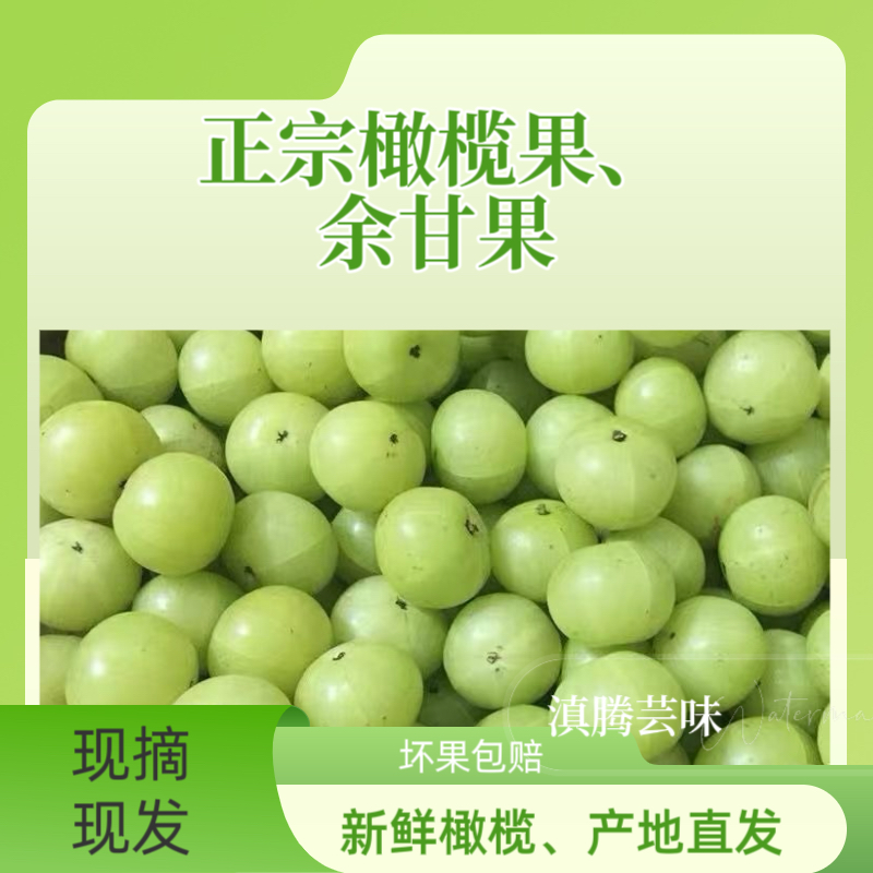 新鲜采摘青油甘果余甘果牛甘果滇橄榄果油柑酸水果余甘子 包邮
