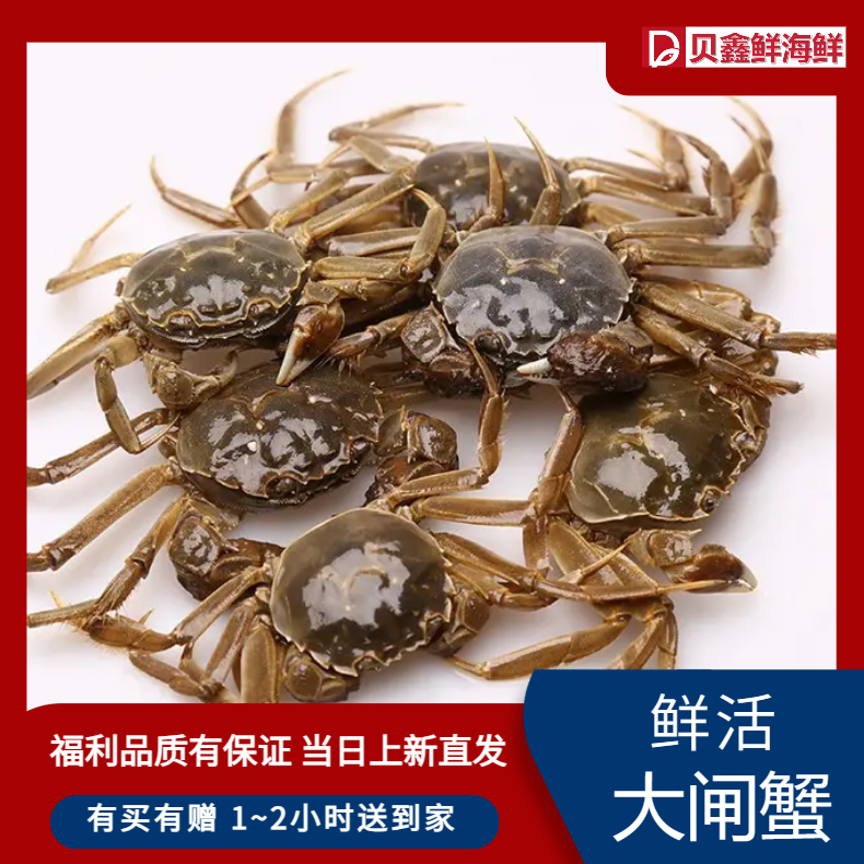 【赠品不一般】鲜活大闸蟹4公4母（2.0两）赠波士顿龙虾1只