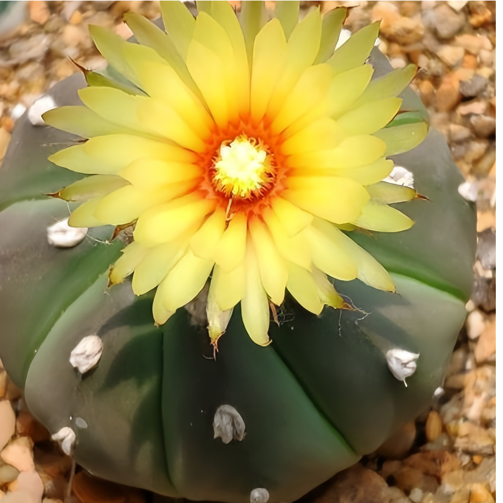 （12号19块9）仙人球嫁接兜实生星兜多肉植物防辐射观赏四季好养