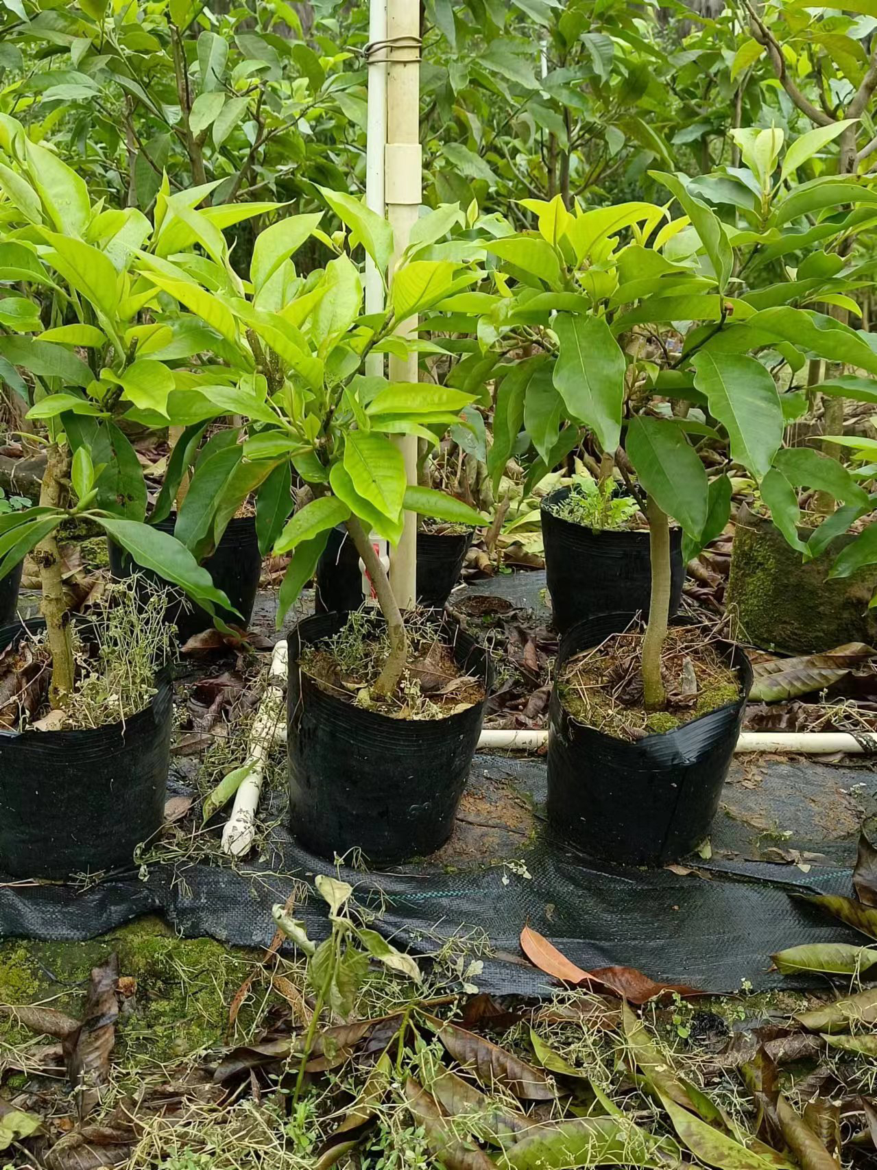 白兰花盆栽花卉植物室内玉兰树苗带花苞四季开花浓香黄玉兰角兰花