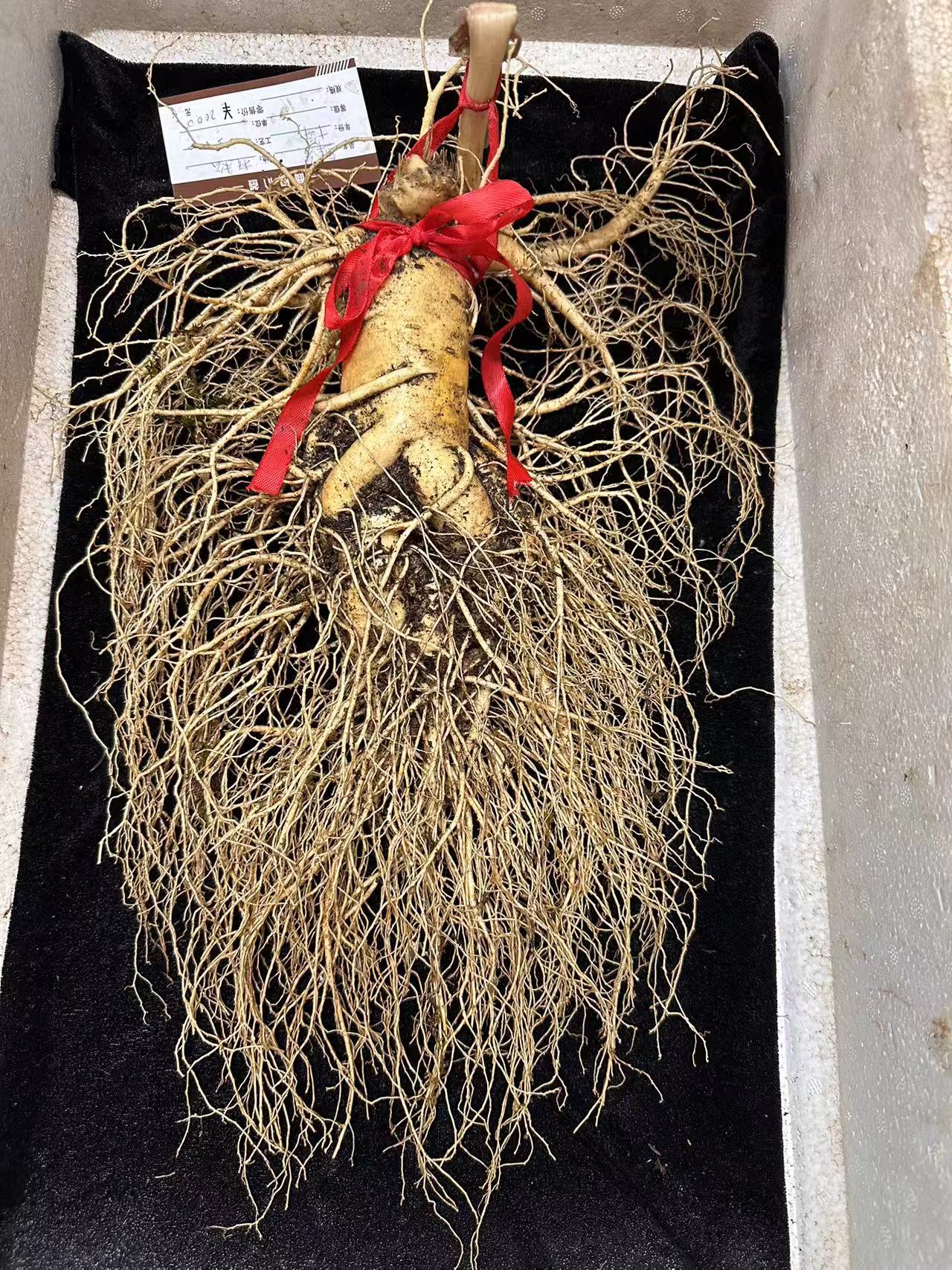 鲜活人参 单支装图片仅供参考请以实物为准