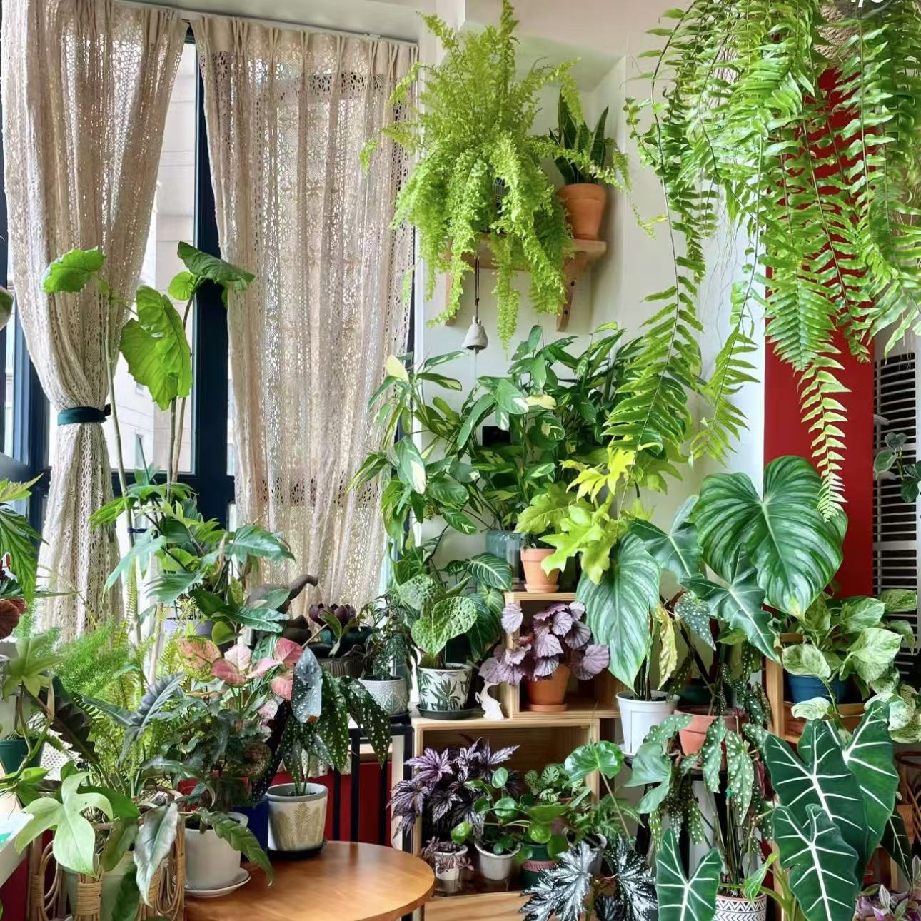 【到手三盆！】好看好养绿植盆栽新手入门