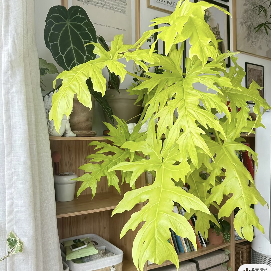 【黄金春雨】瓦萨维奇绿植盆栽高级ins风